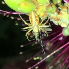 Oxyopes sp. (genus) at Aranda, ACT - 14 Nov 2019