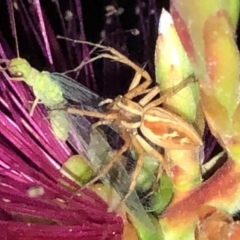 Oxyopes sp. (genus) at Aranda, ACT - 14 Nov 2019