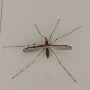 Leptotarsus (Leptotarsus) sp.(genus) at Tathra, NSW - 9 Nov 2019