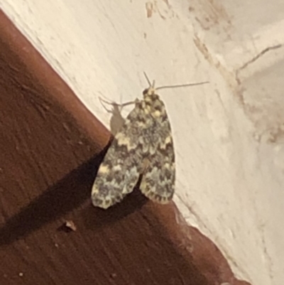 Halone coryphoea (Eastern Halone moth) at Aranda, ACT - 14 Nov 2019 by Jubeyjubes