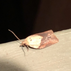 Epiphyas postvittana at Aranda, ACT - 14 Nov 2019 09:25 PM