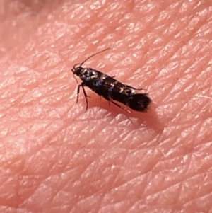 Stagmatophora argyrostrepta at Aranda, ACT - 14 Nov 2019