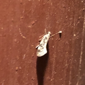 Lepidoptera unclassified ADULT moth at Aranda, ACT - 14 Nov 2019