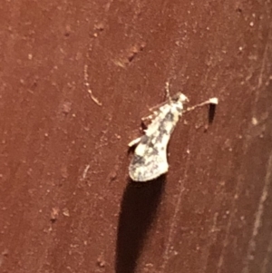 Lepidoptera unclassified ADULT moth at Aranda, ACT - 14 Nov 2019 09:20 PM