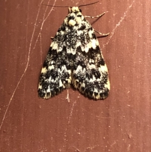 Halone coryphoea at Aranda, ACT - 14 Nov 2019 09:20 PM