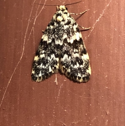 Halone coryphoea (Eastern Halone moth) at Aranda, ACT - 14 Nov 2019 by Jubeyjubes
