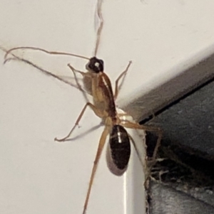 Camponotus sp. (genus) at Aranda, ACT - 14 Nov 2019