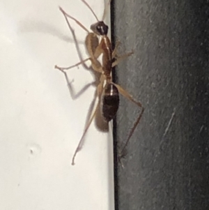 Camponotus sp. (genus) at Aranda, ACT - 14 Nov 2019