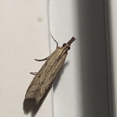 Faveria tritalis (Couchgrass Webworm) at Aranda, ACT - 14 Nov 2019 by Jubeyjubes