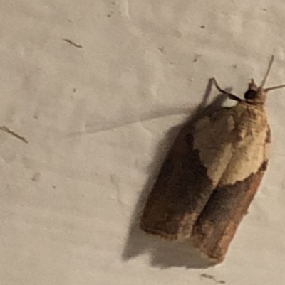 Epiphyas postvittana (Light Brown Apple Moth) at Aranda, ACT - 14 Nov 2019 by Jubeyjubes