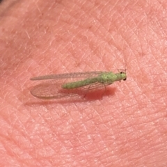 Mallada sp. (genus) (Green lacewing) at Aranda, ACT - 14 Nov 2019 by Jubeyjubes