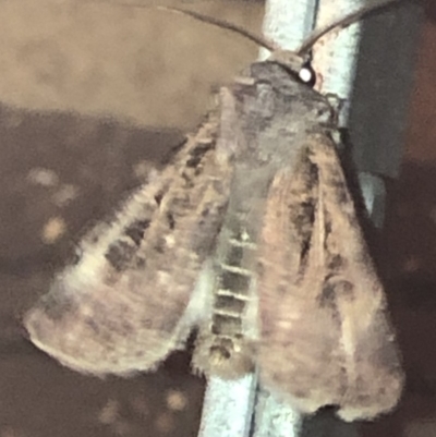 Agrotis munda (Brown Cutworm) at Aranda, ACT - 14 Nov 2019 by Jubeyjubes