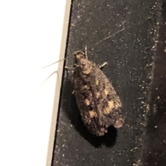 Barea codrella (A concealer moth) at Aranda, ACT - 14 Nov 2019 by Jubeyjubes