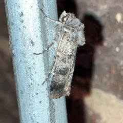 Agrotis porphyricollis (Variable Cutworm) at Aranda, ACT - 14 Nov 2019 by Jubeyjubes