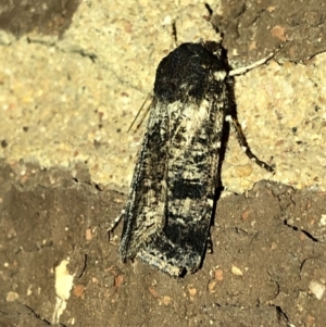 Agrotis porphyricollis at Aranda, ACT - 14 Nov 2019 09:06 PM