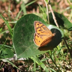 Heteronympha merope (Common Brown Butterfly) at Guerilla Bay, NSW - 13 Nov 2019 by LisaH