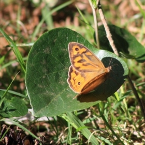 Heteronympha merope at Guerilla Bay, NSW - 13 Nov 2019