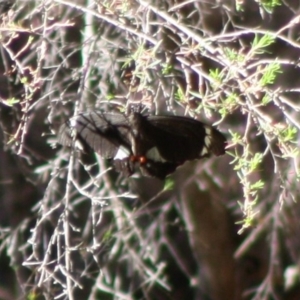 Papilio aegeus at Moruya, NSW - 14 Nov 2019 10:12 AM