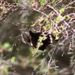 Papilio aegeus at Moruya, NSW - 14 Nov 2019 10:12 AM