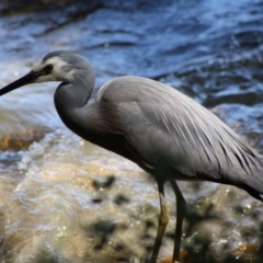 Egretta novaehollandiae (White-faced Heron) at Broulee Moruya Nature Observation Area - 14 Nov 2019 by LisaH