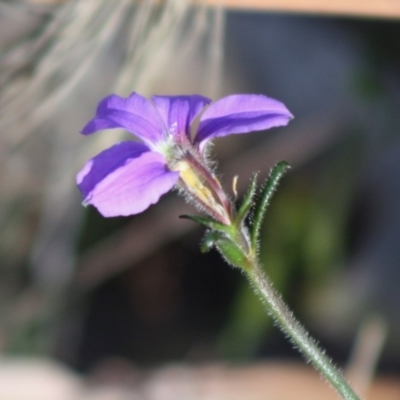 Scaevola ramosissima (Hairy Fan-flower) at Moruya, NSW - 13 Nov 2019 by LisaH