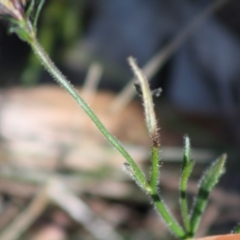 Scaevola ramosissima at Moruya, NSW - 14 Nov 2019 09:19 AM