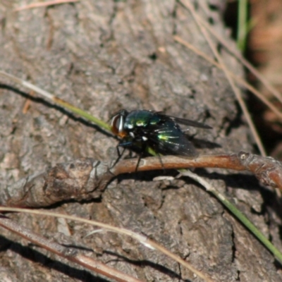 Unidentified True fly (Diptera) at Moruya, NSW - 13 Nov 2019 by LisaH