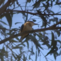 Todiramphus sanctus (Sacred Kingfisher) at Broulee Moruya Nature Observation Area - 13 Nov 2019 by LisaH