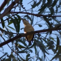 Todiramphus sanctus at Moruya, NSW - 14 Nov 2019