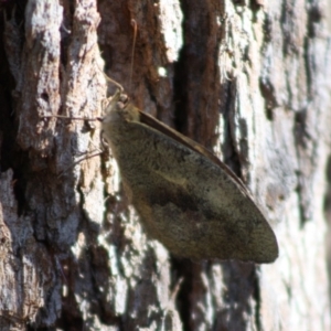 Heteronympha merope at Moruya, NSW - 14 Nov 2019 10:04 AM