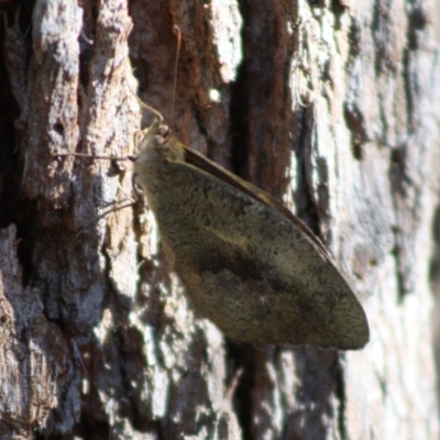 Heteronympha merope (Common Brown Butterfly) at Moruya, NSW - 14 Nov 2019 by LisaH