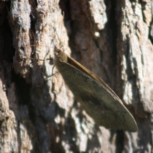 Heteronympha merope at Moruya, NSW - 14 Nov 2019 10:04 AM