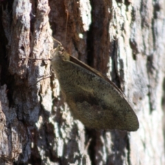Heteronympha merope at Moruya, NSW - 14 Nov 2019 10:04 AM