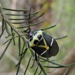 Commius elegans (Cherry Ballart Shield Bug) at Lake Curalo - 9 Nov 2019 by HarveyPerkins