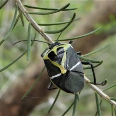 Commius elegans at Lake Curalo - 10 Nov 2019