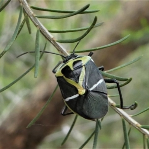 Commius elegans at Lake Curalo - 10 Nov 2019