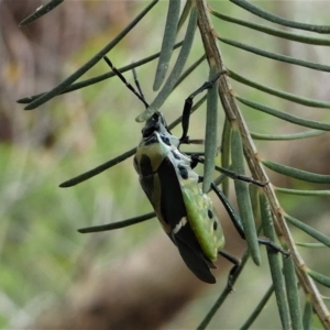 Commius elegans at Lake Curalo - 10 Nov 2019