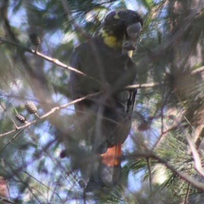 Calyptorhynchus lathami lathami (Glossy Black-Cockatoo) at Moruya, NSW - 13 Nov 2019 by LisaH