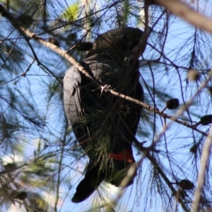 Calyptorhynchus lathami lathami at Moruya, NSW - suppressed