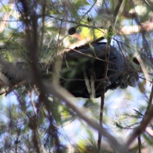 Calyptorhynchus lathami at Moruya, NSW - 14 Nov 2019