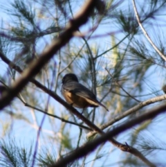 Pachycephala rufiventris (Rufous Whistler) at Moruya, NSW - 14 Nov 2019 by LisaH