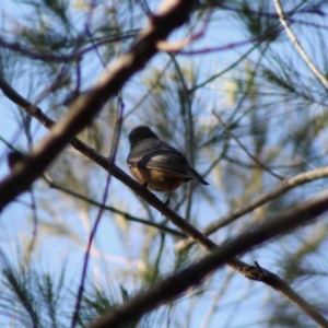 Pachycephala rufiventris at Moruya, NSW - 14 Nov 2019 08:58 AM