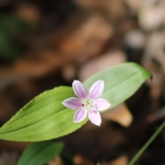 Schelhammera undulata (Lilac Lily) at Broulee Island Nature Reserve - 9 Oct 2019 by LisaH