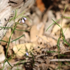 Pigea vernonii (Spade Flower) at Guerilla Bay, NSW - 9 Oct 2019 by LisaH