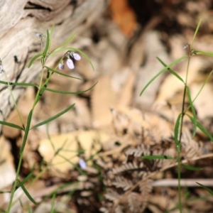 Pigea vernonii at Guerilla Bay, NSW - 9 Oct 2019