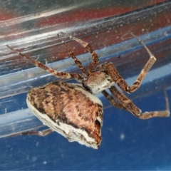 Philoponella congregabilis (Social house spider) at Kambah, ACT - 14 Nov 2019 by Marthijn