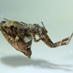 Philoponella congregabilis at Kambah, ACT - 14 Nov 2019 07:31 PM