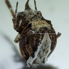 Philoponella congregabilis at Kambah, ACT - 14 Nov 2019 07:31 PM