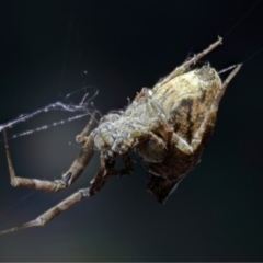 Philoponella congregabilis at Kambah, ACT - 14 Nov 2019 07:31 PM