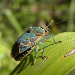 Antestiopsis sp. (genus) (Shield bug) at Eden, NSW - 10 Nov 2019 by HarveyPerkins